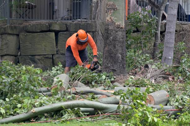 The Steps Involved in Our Tree Care Process in Nemacolin, PA